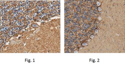 MilliporeSigma Rabbit anti-Sodium Pump Subunit alpha-2, Polyclonal, 100 &mu;L | Buy Online | MilliporeSigma&trade; | Fisher Scientific